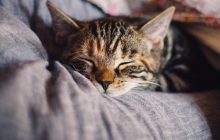 Любят ли коты спать на подушках: эксперты раскрыли всю правду о любимцах