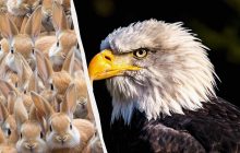 Надо иметь глаза орла, чтобы увидеть капибару среди кроликов за 7 секунд: хитрая оптическая иллюзия