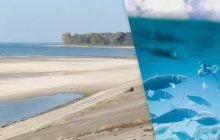 "Может массово погибнуть рыба": эколог рассказал, чем грозит снижение воды в Киевском море