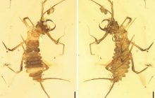 Жук, переживший вымирание динозавров, процветает без изменений 100 миллионов лет