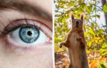 Головоломка с "ловушкой": все видят белку, а надо найти желудь в лесу за 7 секунд