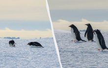 Українські полярники побачили в Антарктиці небесні гребінці: що це таке (фото)