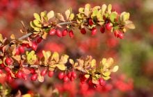 10 чагарників, які ніколи не слід садити на своєму подвір'ї