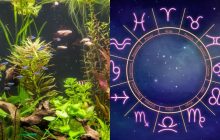 Рак - гуппі, Водолій - блакитний неон: яка ви акваріумна рибка за знаком Зодіаку