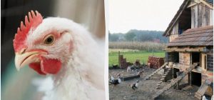 Чем утеплить курятник на зиму и что еще нужно сделать до холодов: подробная инструкция