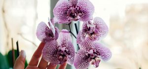 Будет цвести годами: эксперты объяснили, как правильно и часто поливать орхидею