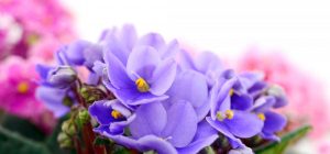 Будут цвести десятилетиями: эксперты рассказали, как правильно ухаживать за фиалками