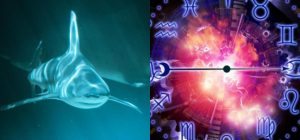 Близнецы - дельфин, Лев - белая акула: какое вы океаническое животное по знаку Зодиака