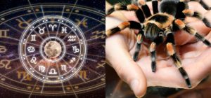 Весы - домашний, Скорпион - черная вдова: какой вы паук по знаку Зодиака