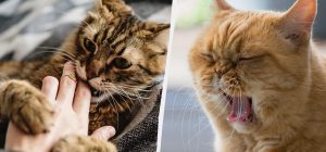Почему кошка ластится, а потом кусает: неожиданное объяснение