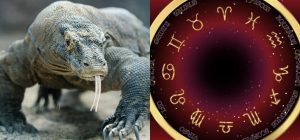 Овен - комодский варан, Стрелец - игуана: какая вы ящерица по знаку Зодиака