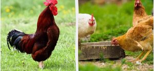 Для чого потрібен півень у курнику: 2 ситуації, коли без нього не обійтися
