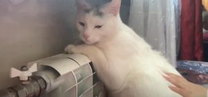 Как понять, что кот заболел: ветеринары дали неожиданные ответы