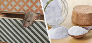 Копеечный порошок выгонит мышей из дома навсегда: он есть на кухне любой хозяйки