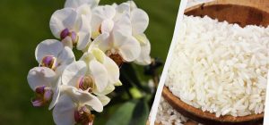 "Неумолимая" орхидея будет цвести постоянно: садоводы рассказали, чем ее надо поливать