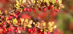 10 кустарников, которые никогда не следует сажать в своем дворе