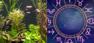 Рак - гуппи, Водолей - голубой неон: какая вы аквариумная рыбка по знаку Зодиака