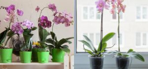 Орхидея будет цвести значительно дольше: эксперт дал простой совет