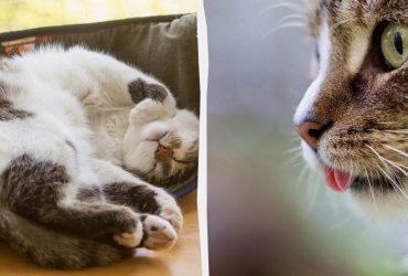 Почему кошки трутся об углы: названы 4 возможные причины