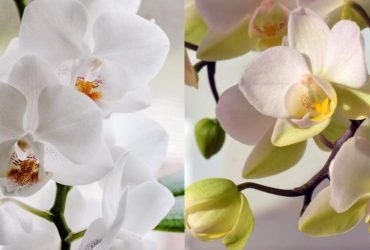 Чим підживити орхідеї, щоб цвіли цілий рік: перевірене добриво