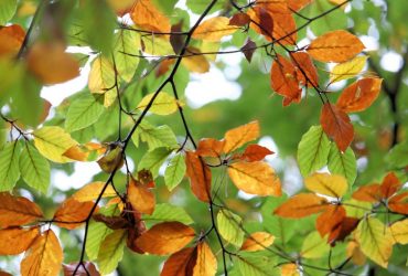 На вихідних погода в Україні помітно покращиться