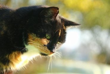 22 вересня в Україні стане ще тепліше