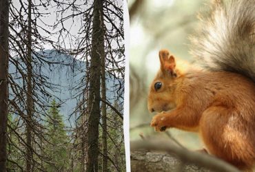 Надо найти белку в лесу за 8 секунд: хитрая оптическая иллюзия