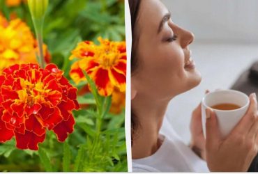 Кому потрібно пити чай з чорнобривців: фітотерапевт розповіла про користь