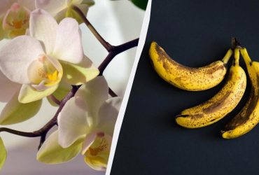 Орхидея порадует роскошным цветением: садоводы рассказали, чем ее поливать