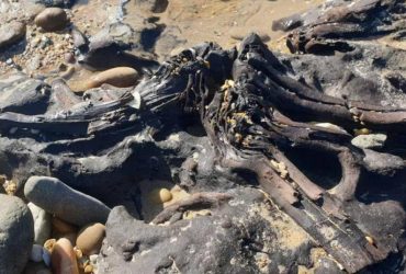 После шторма в Тасмании вырос окаменевший лес возрастом 40 000 лет