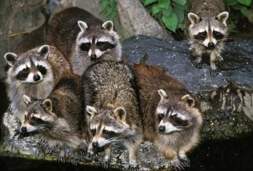 Еноты колонизируют города и быстро мутируют, - ученые