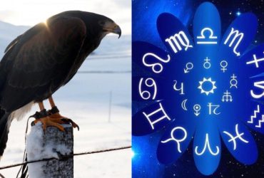 Овен - яструб, Водолій - зозуля: який птах найбільше підходить за знаком Зодіаку