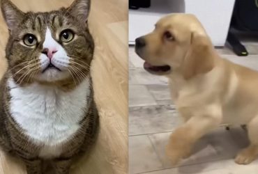 Собака чи кіт: експерт відповів, хто з улюбленців ефективніше позбавить від самотності