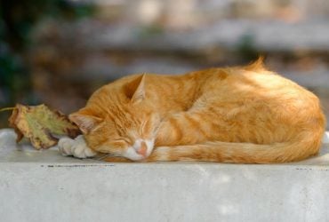 Украину разогреет до +28°: известный синоптик назвала точные даты, когда вернется лето