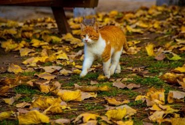 Как коты находят дорогу домой: ветеринар раскрыла поразительные факты