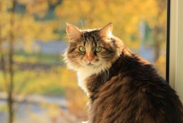 Ідеальна золота осінь: до України йде тепло з Європи