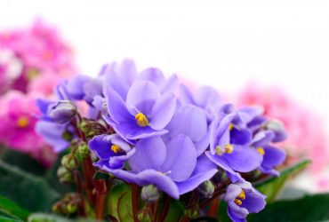 Будут цвести десятилетиями: эксперты рассказали, как правильно ухаживать за фиалками