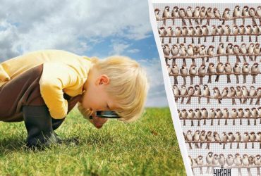 Нужно найти попугая среди сотни воробьев за 7 секунд: невероятно сложная головоломка