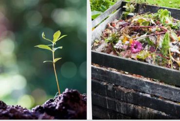 Такие отходы смело можно бросать в компост: о некоторых дачники и не догадываются