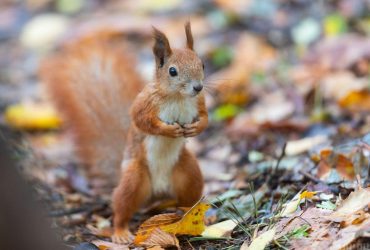 До 14 градусів тепла: синоптик розповіла про погоду у другий день року