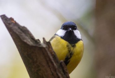 Антициклон змінить погоду в Україні: синоптики розказали, до чого готуватись