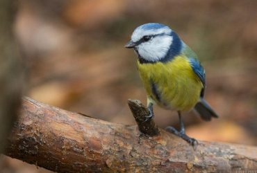 Перед вихідними в Україні буде свіжо, у кількох областях - дощі (карта)