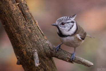 Порівняно тепло та волого: синоптикиня про погоду наприкінці листопада