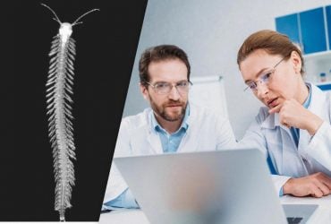 Отрута морської багатоніжки може лікувати епілепсію та хронічний біль, - дослідження