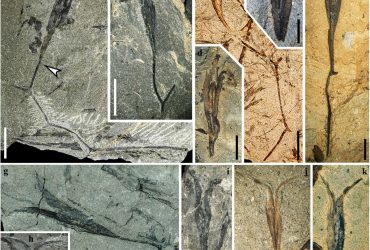 Учені виявили найдревніше крилате насіння віком 360 мільйонів років