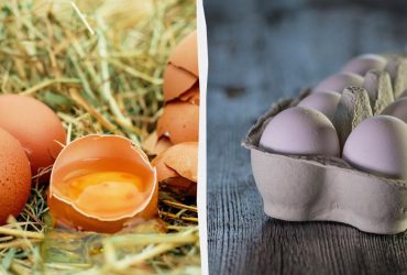 Міфи про яйця розвіяла експерт: у Європі не так їх зберігають, як у США