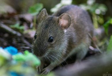 Как отвадить мышей от вашего дома зимой: эксперт дал полезные советы