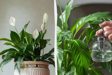 Если не цветет спатифиллум: нужно подкормить копеечным средством