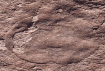 Найдено океаническое животное в форме вопросительного знака, которому 635 миллионов лет