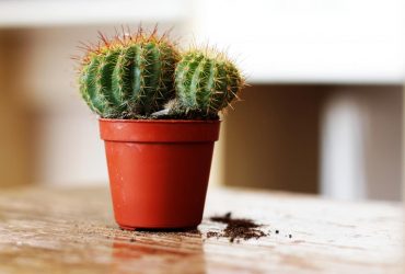 В муниципальных зданиях немецкого города запретили кактусы: в чем причина